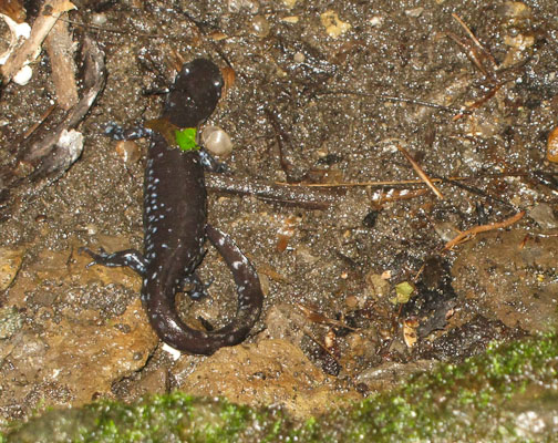 salamander